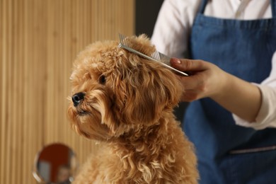 Photo of Groomer combing cute dog's hair in salon, closeup