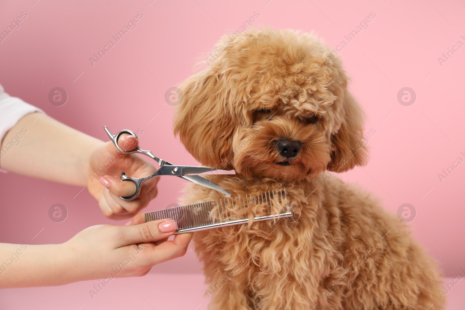 Photo of Groomer cutting cute dog's hair on pink background, closeup