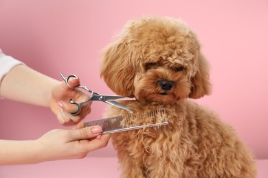 Photo of Groomer cutting cute dog's hair on pink background, closeup