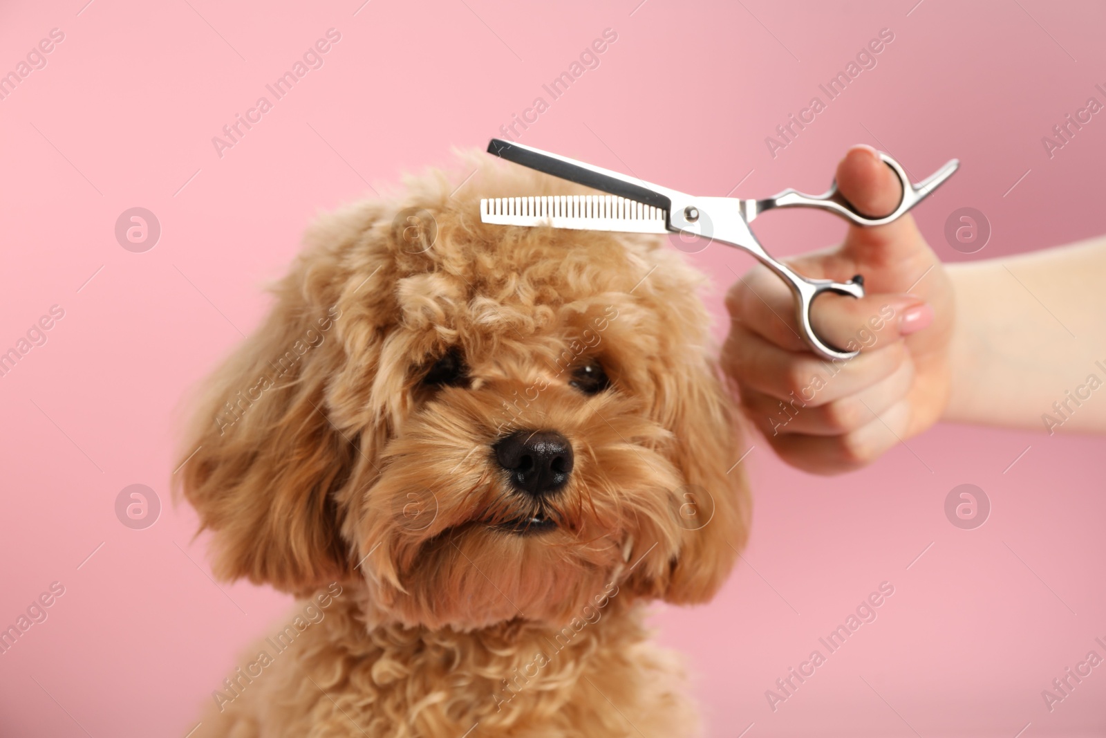 Photo of Groomer cutting cute dog's hair on pink background, closeup