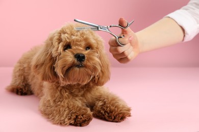 Photo of Groomer cutting cute dog's hair on pink background, closeup