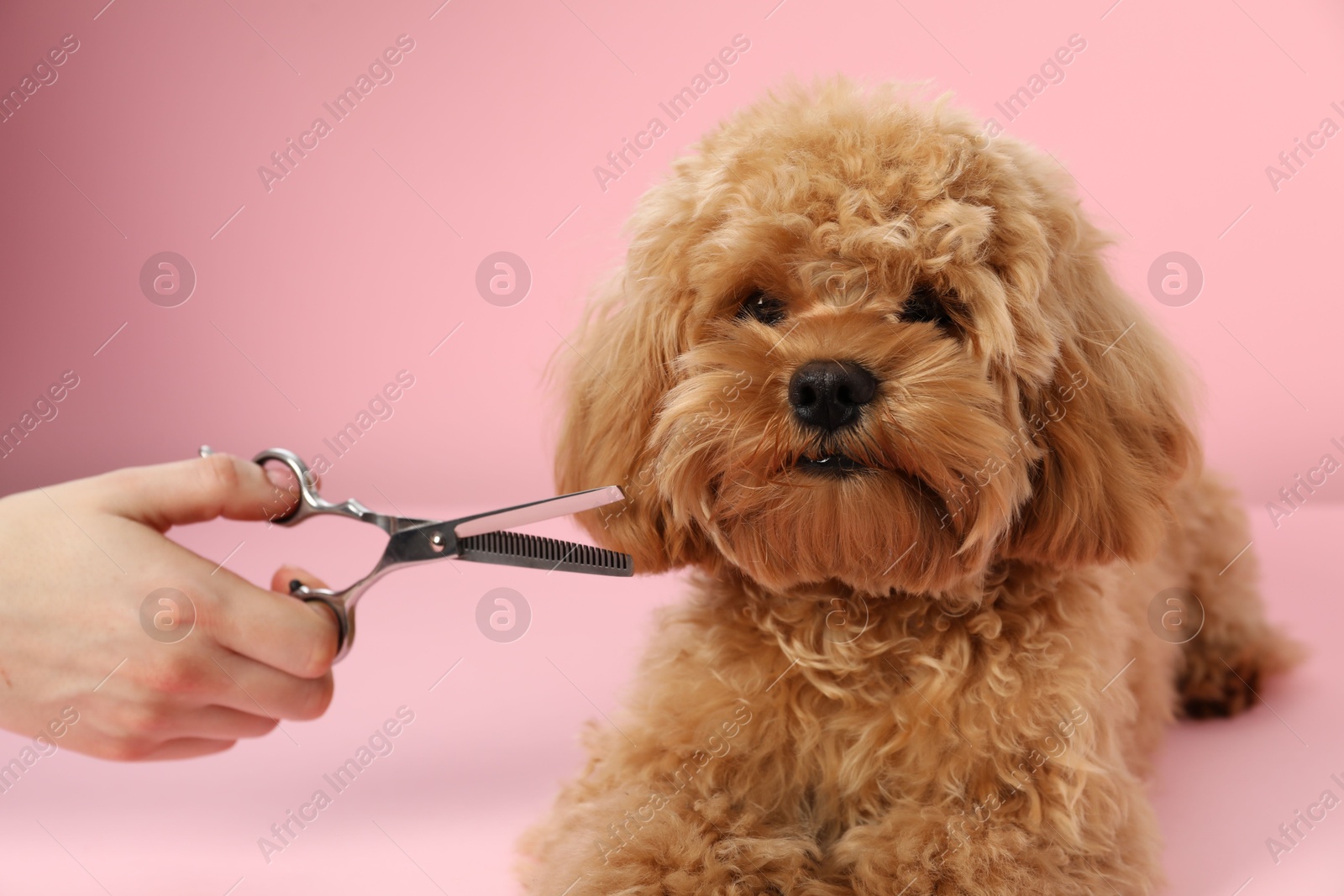 Photo of Groomer cutting cute dog's hair on pink background, closeup