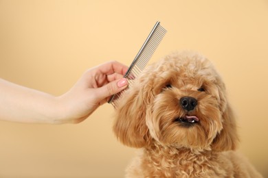 Photo of Groomer combing cute dog's hair on beige background, closeup