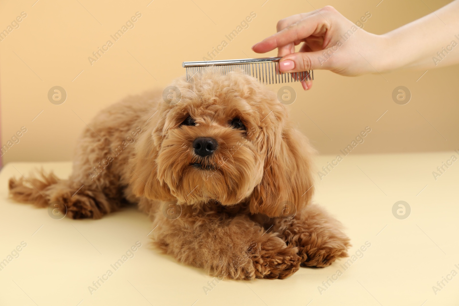 Photo of Groomer combing cute dog's hair on beige background, closeup