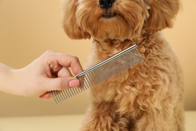 Photo of Groomer combing cute dog's hair on beige background, closeup