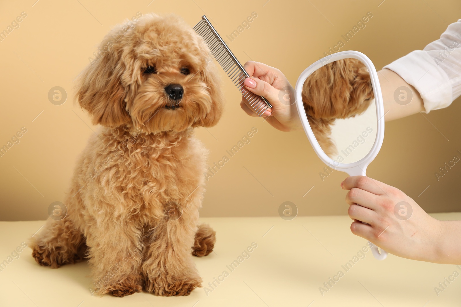 Photo of Groomer with mirror combing cute dog's hair on beige background, closeup