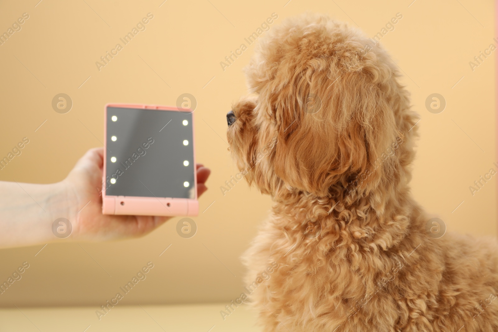 Photo of Woman showing mirror to cute dog on beige background, closeup