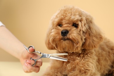 Photo of Groomer cutting cute dog's hair on beige background, closeup