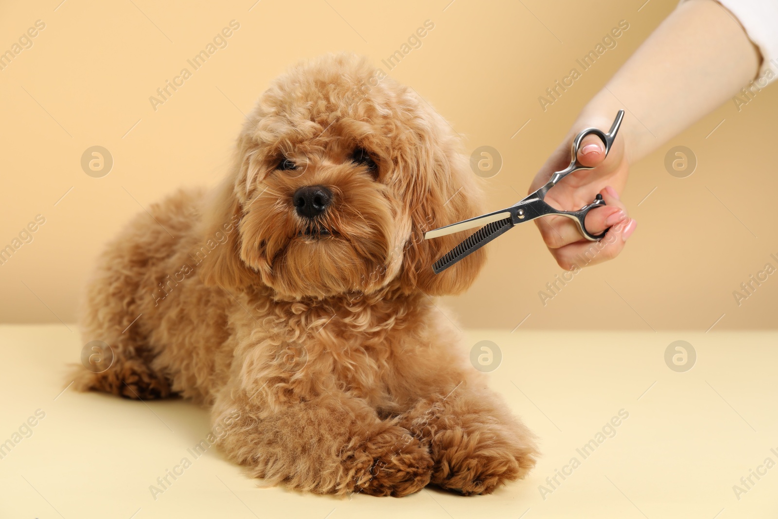 Photo of Groomer cutting cute dog's hair on beige background, closeup