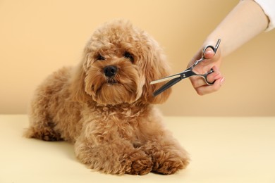 Photo of Groomer cutting cute dog's hair on beige background, closeup