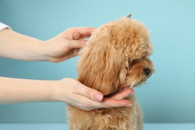 Photo of Groomer combing cute dog's hair on light blue background, closeup