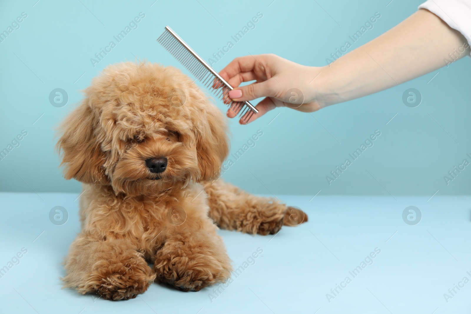 Photo of Groomer combing cute dog's hair on light blue background, closeup