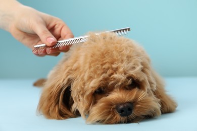 Photo of Groomer combing cute dog's hair on light blue background, closeup