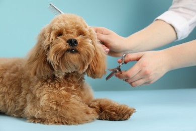 Photo of Groomer cutting cute dog's hair on light blue background, closeup