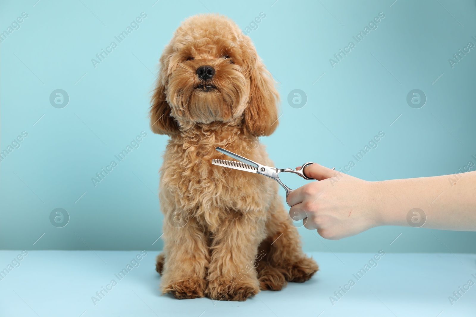 Photo of Groomer cutting cute dog's hair on light blue background, closeup