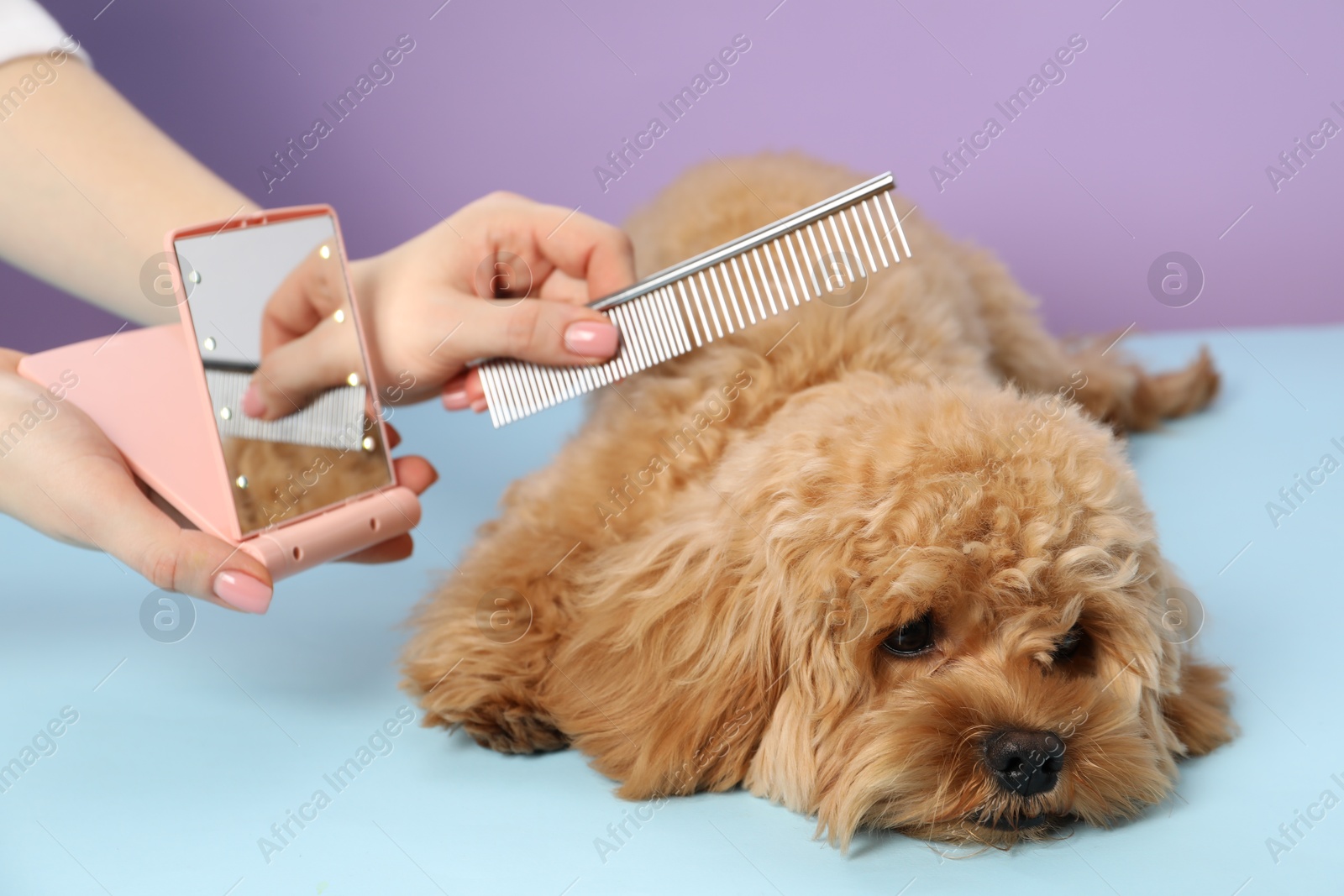 Photo of Groomer combing cute dog's hair on color background, closeup