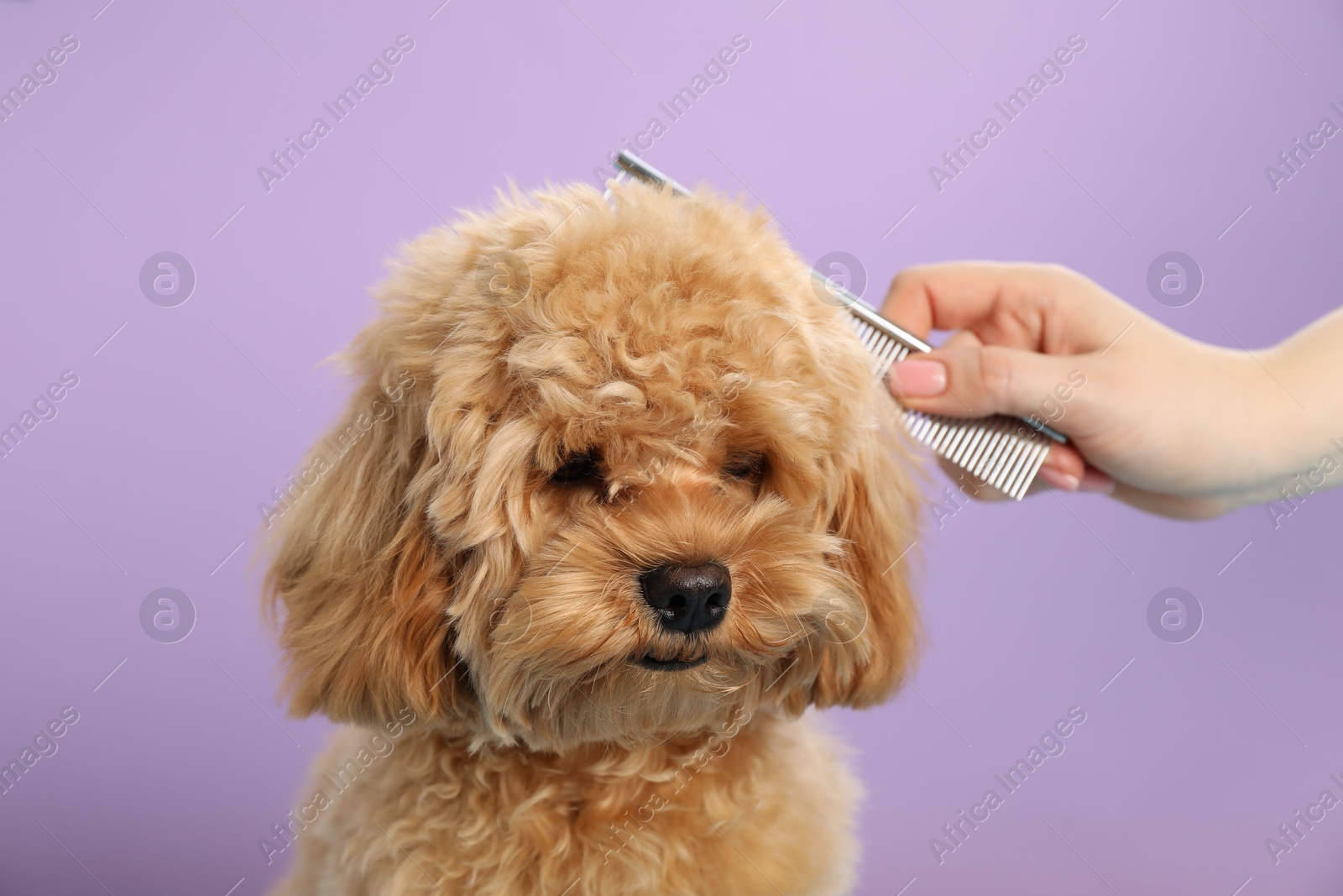 Photo of Groomer combing cute dog's hair on violet background, closeup