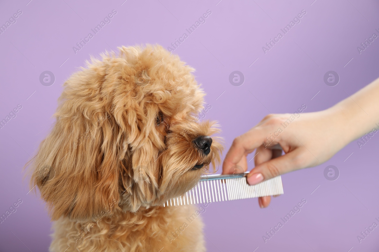 Photo of Groomer combing cute dog's hair on violet background, closeup