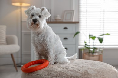 Photo of Cute dog with toy on pouf at home. Adorable pet