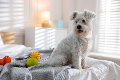 Photo of Cute dog with toys on bed at home. Adorable pet