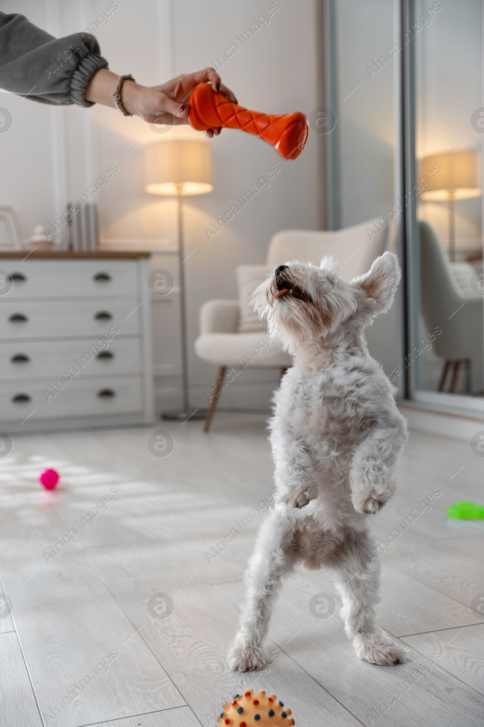 Photo of Cute dog playing with owner and toy at home, closeup. Adorable pet