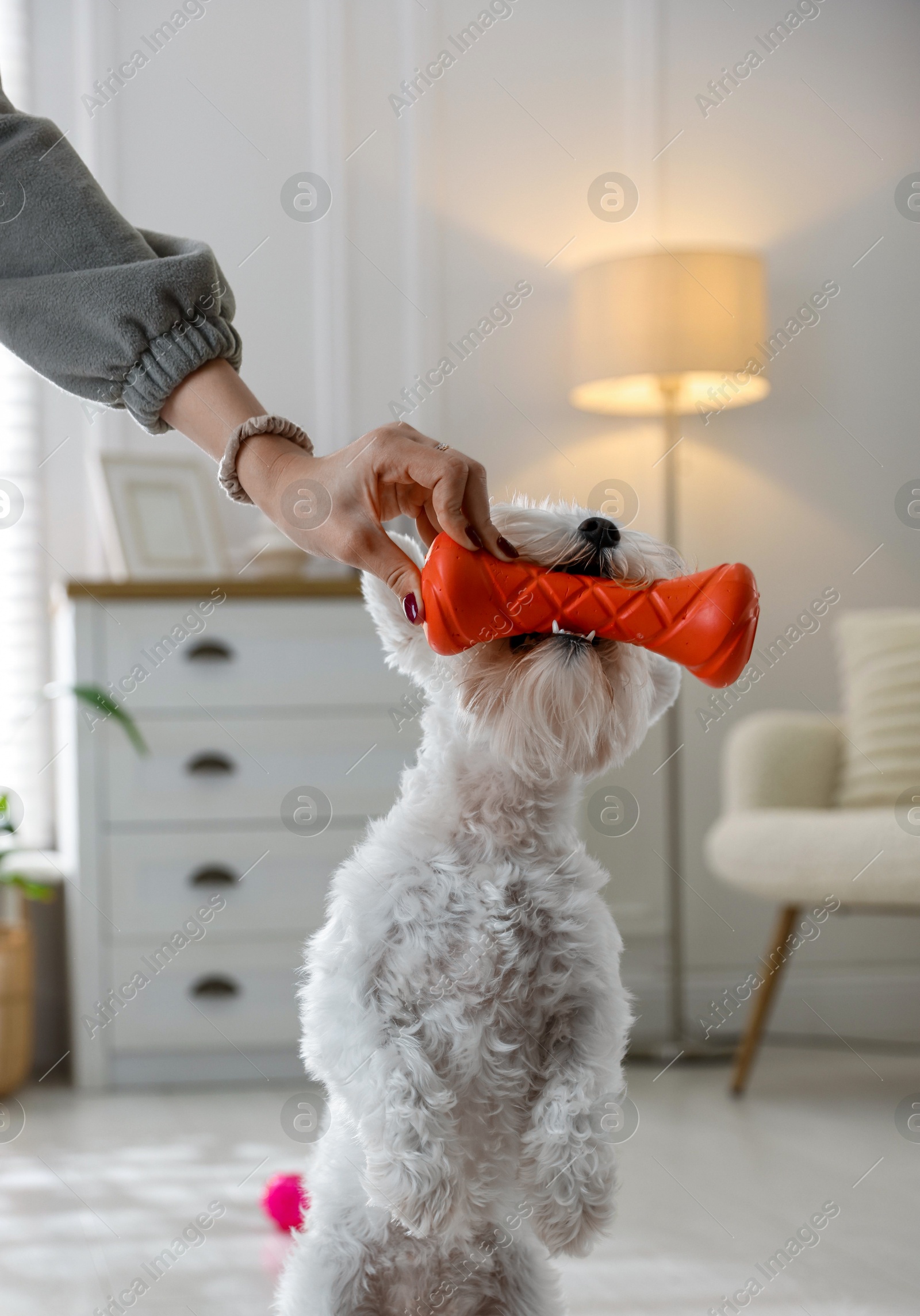 Photo of Cute dog playing with owner and toy at home, closeup. Adorable pet