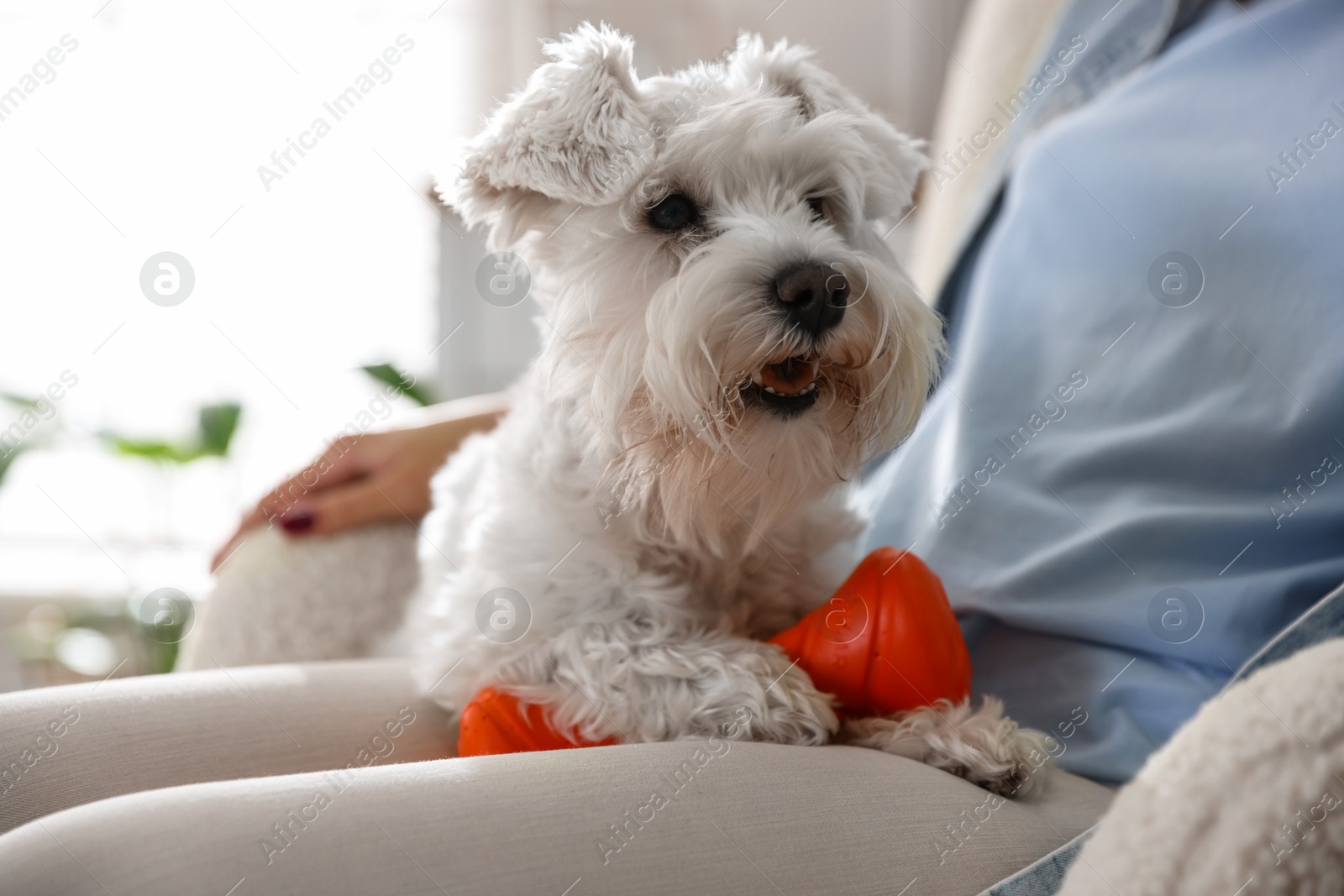 Photo of Cute dog with toy on owner's knees at home, closeup. Adorable pet