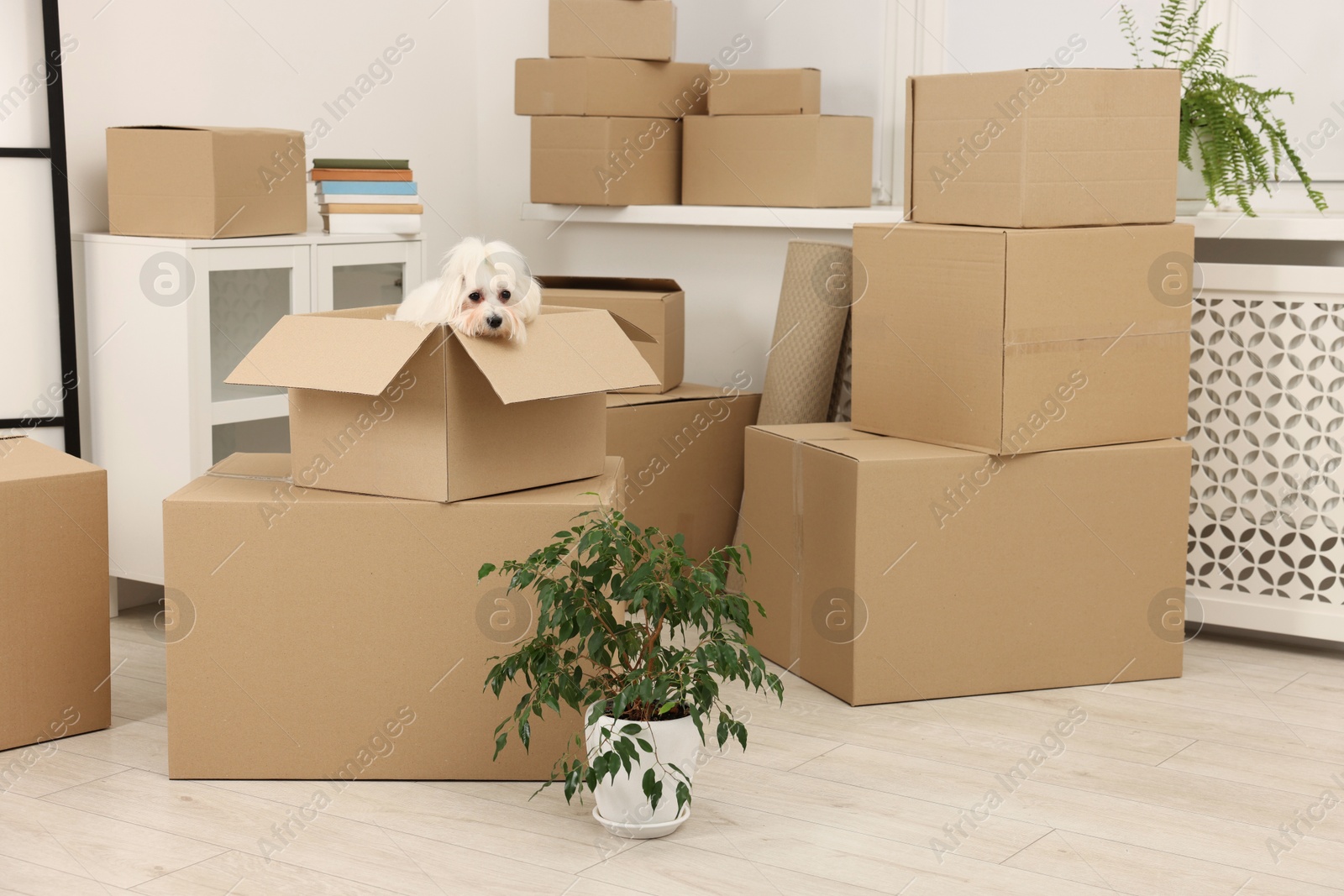 Photo of Moving day. Cute dog, houseplant and many cardboard boxes indoors