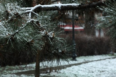 Photo of Beautiful pine tree with snow in winter park, closeup