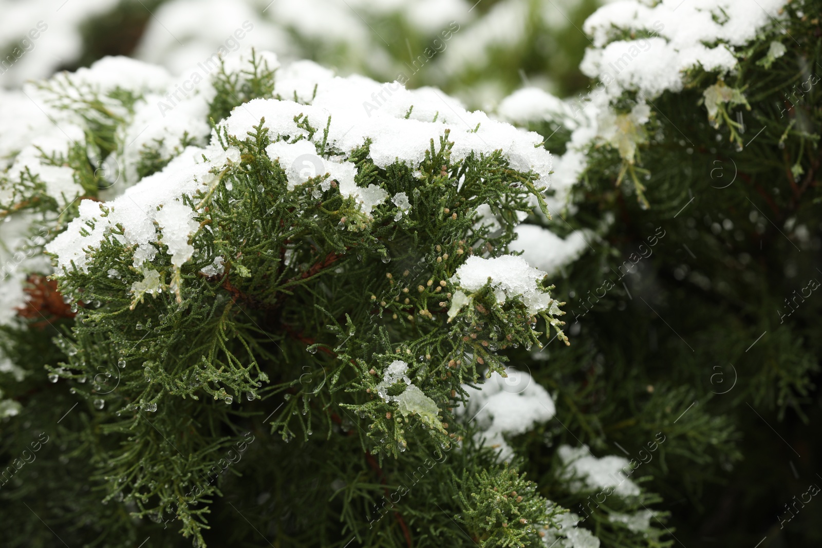 Photo of Beautiful juniper tree with snow in winter park, closeup