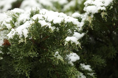 Photo of Beautiful juniper tree with snow in winter park, closeup