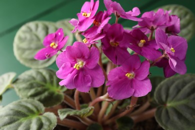 Photo of Beautiful potted viola plant on green table, closeup