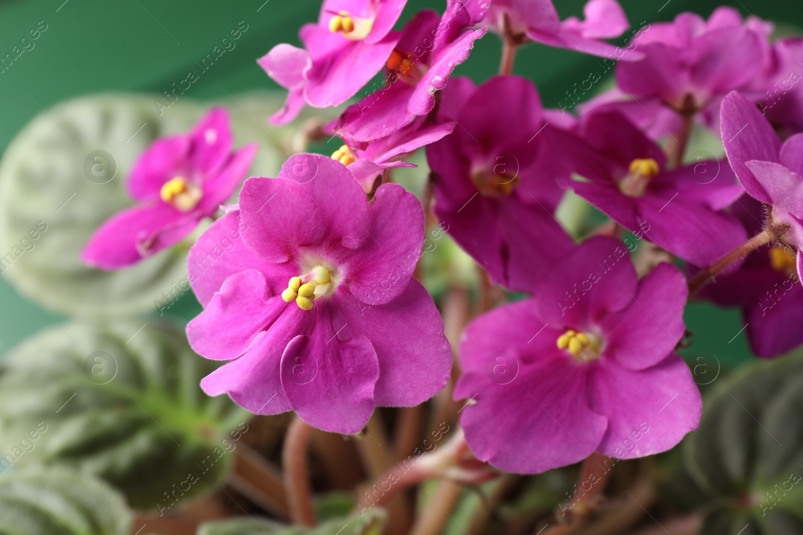 Photo of Beautiful potted viola plant on green table, closeup