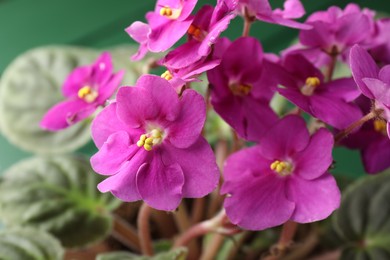 Photo of Beautiful potted viola plant on green table, closeup