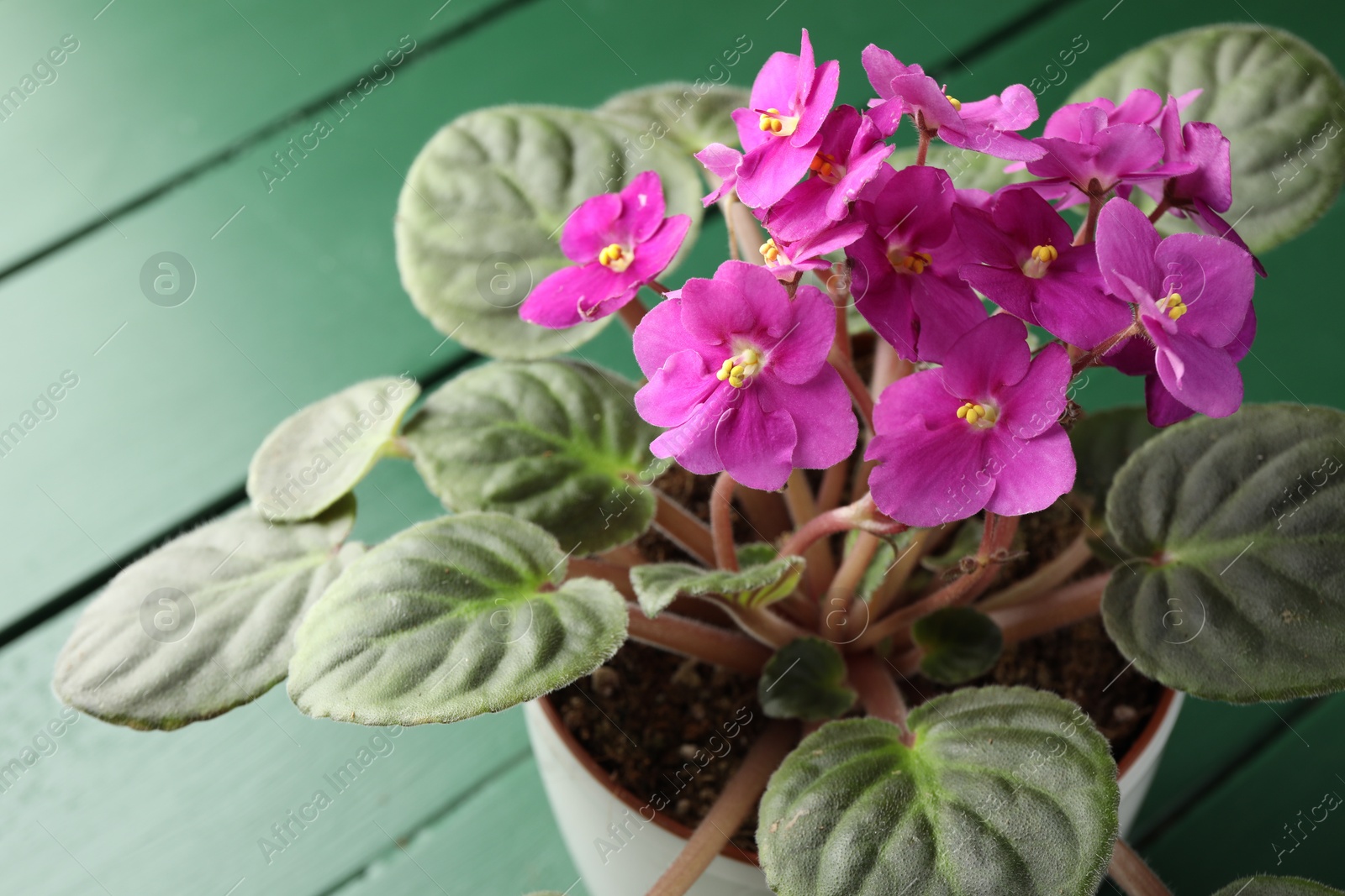 Photo of Beautiful potted viola plant on green table, closeup