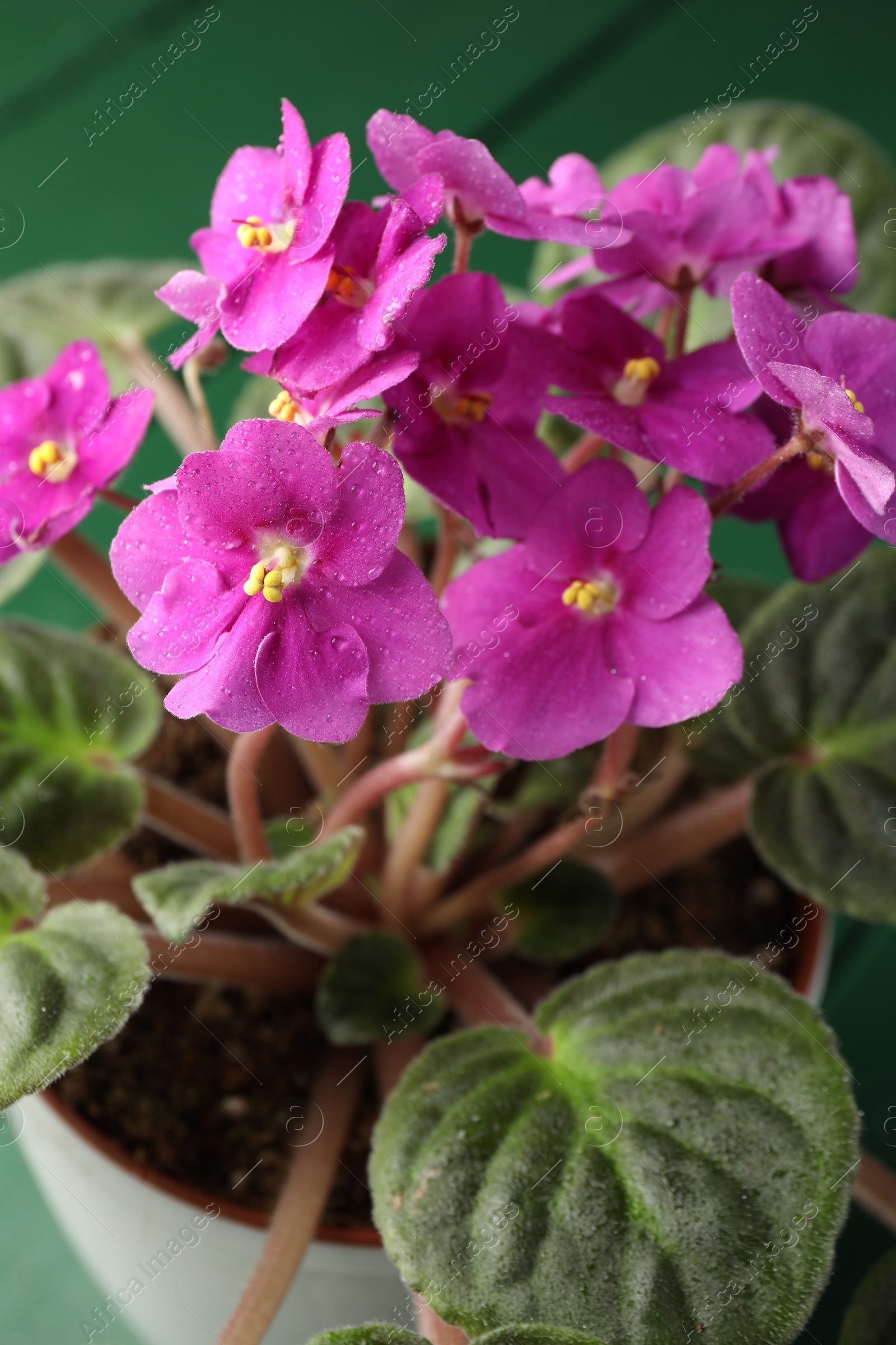 Photo of Beautiful potted viola plant on green table, closeup