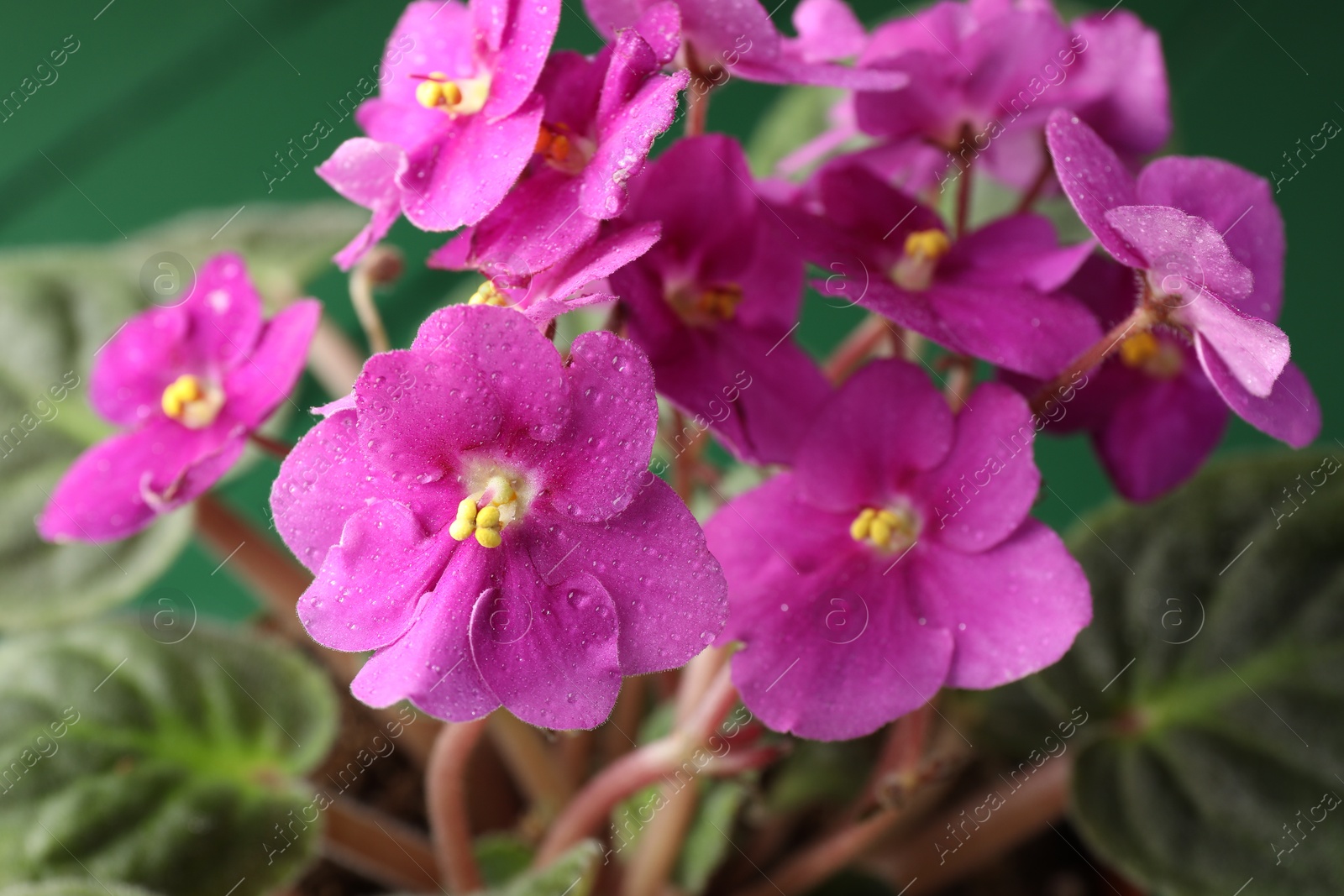 Photo of Beautiful potted viola plant on green table, closeup