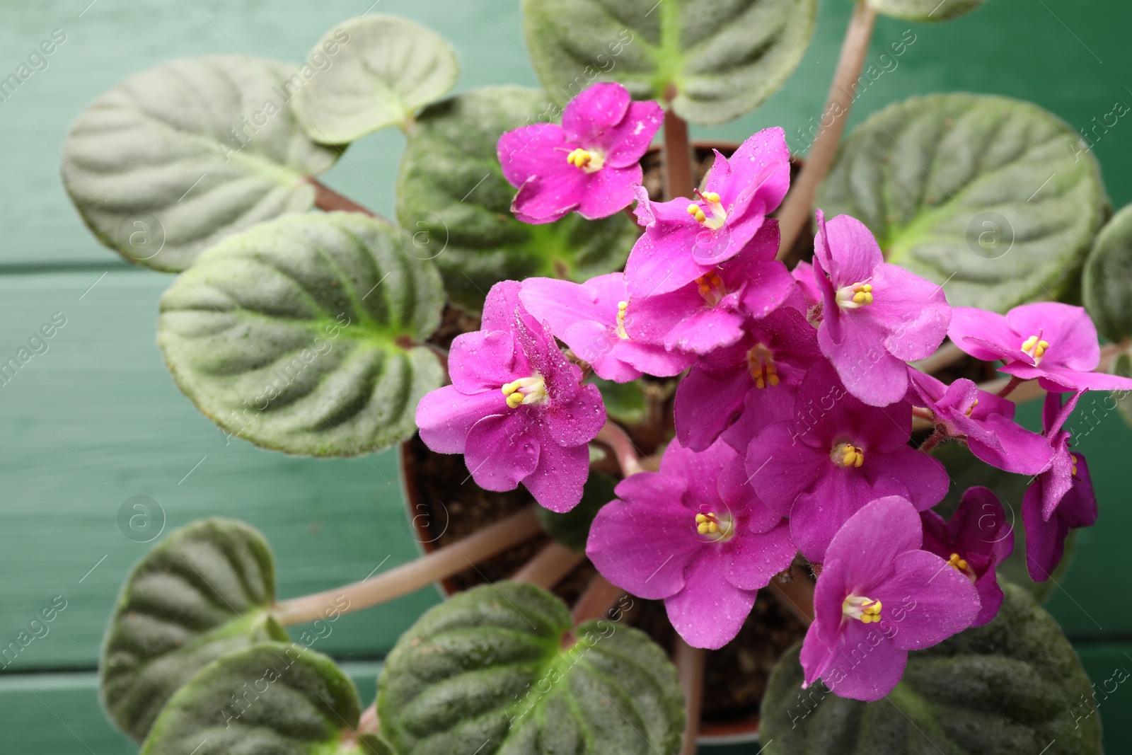 Photo of Beautiful potted viola plant on green table, closeup