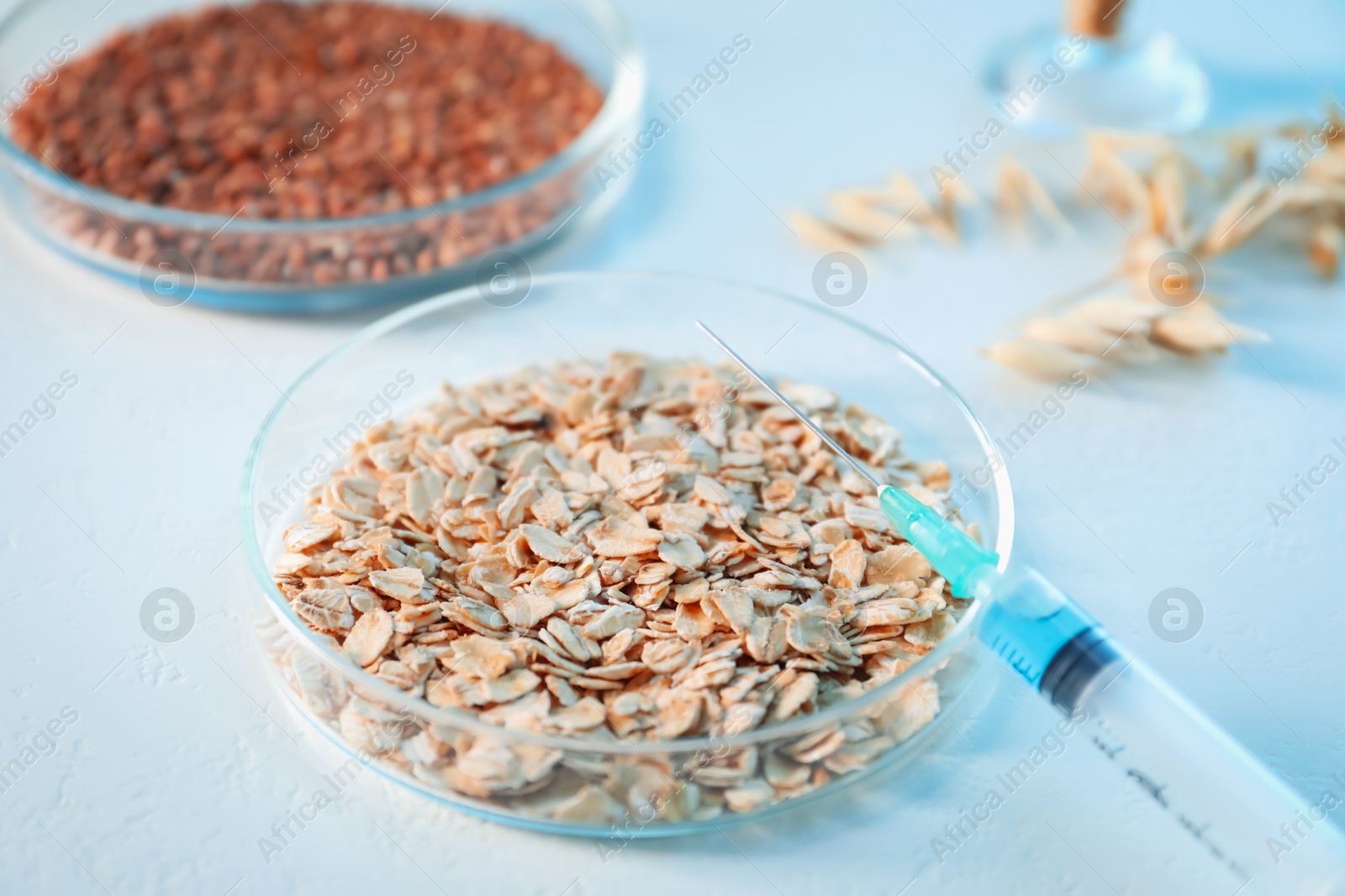 Photo of GMO concept. Petri dishes with cereal grains and syringe on white table, closeup