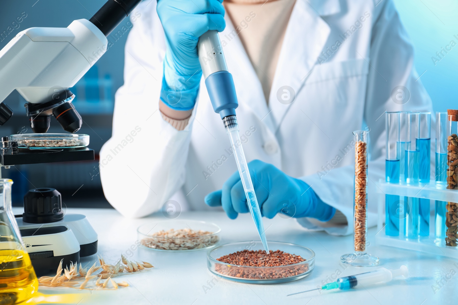 Photo of GMO concept. Scientist dripping something onto buckwheat grains at white table in laboratory, closeup