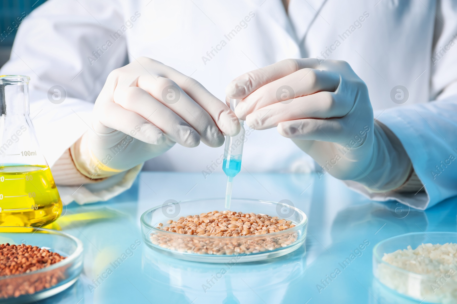 Photo of GMO concept. Scientist dripping something onto wheat grains at table in laboratory, closeup