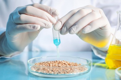 Photo of GMO concept. Scientist dripping something onto wheat grains at table in laboratory, closeup