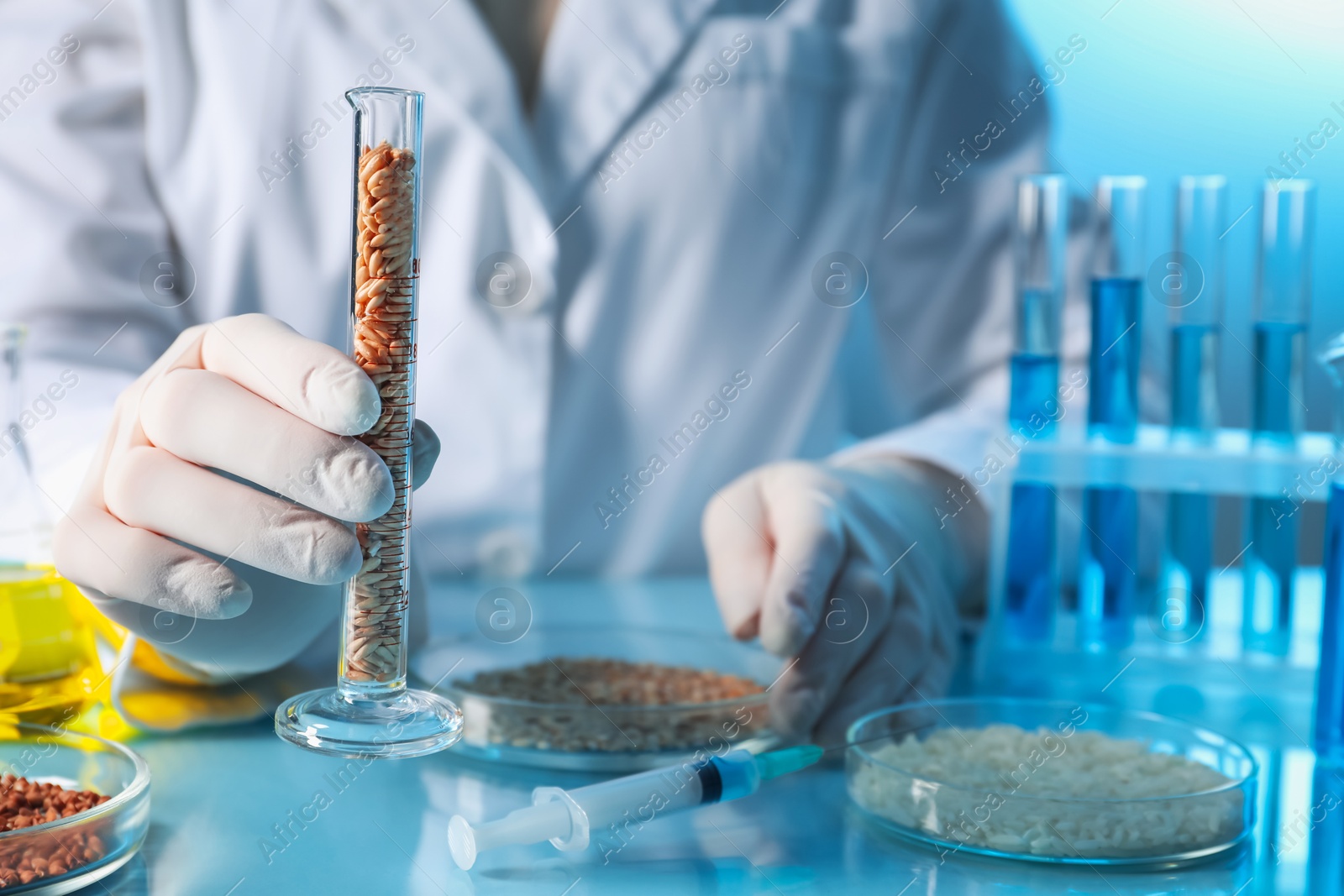 Photo of GMO concept. Scientist holding test tube with cereal grains at table in laboratory, closeup