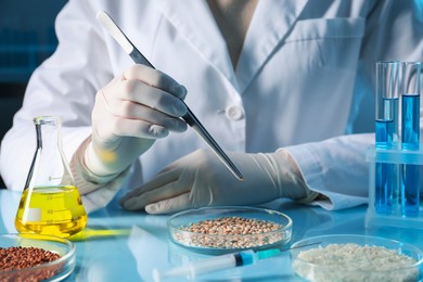 Photo of GMO concept. Scientist holding tweezers over petri dish with wheat grains at table in laboratory, closeup