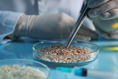 Photo of GMO concept. Scientist holding tweezers over petri dish with wheat grains at table in laboratory, closeup