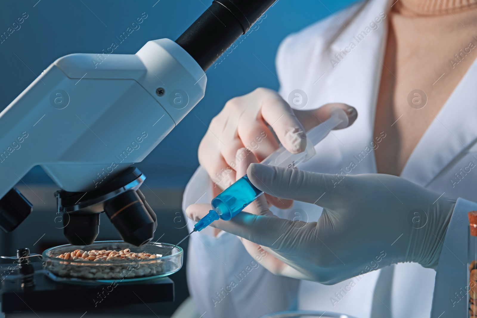 Photo of GMO concept. Scientist injecting something into wheat grains under microscope in laboratory, closeup