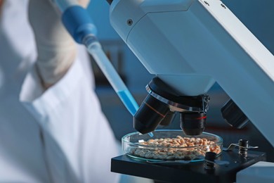 Photo of GMO concept. Scientist dripping something onto wheat grains under microscope in laboratory, closeup