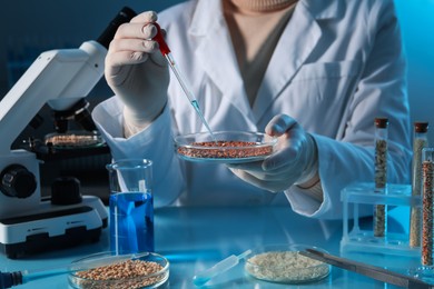 Photo of GMO concept. Scientist dripping something onto buckwheat grains at table in laboratory, closeup