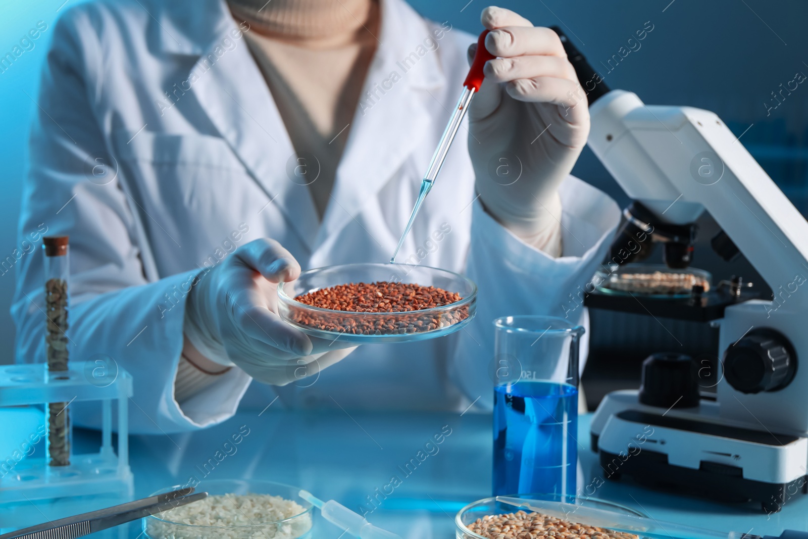 Photo of GMO concept. Scientist dripping something onto buckwheat grains at table in laboratory, closeup