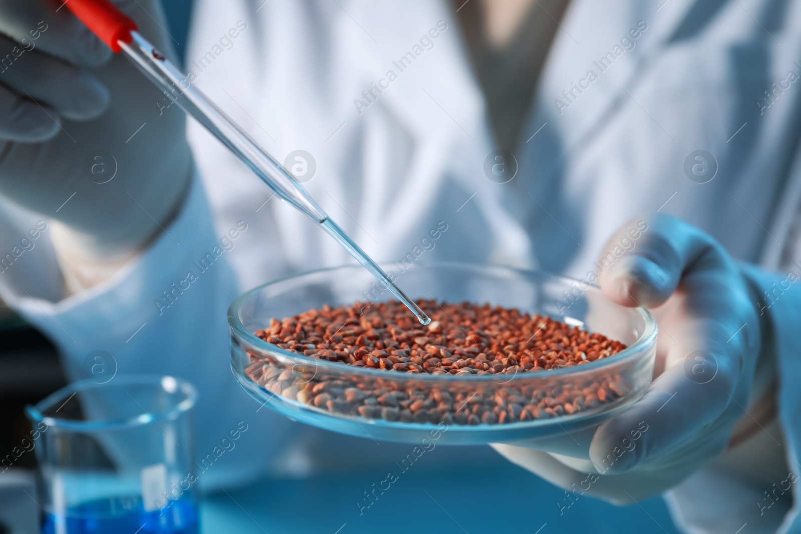 Photo of GMO concept. Scientist dripping something onto buckwheat grains under in laboratory, closeup